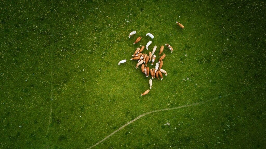 Livestock Monitoring using drone