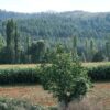 Land Wholesale in North Carolina by Jason Civiello