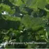 Agriculture Drone Services in Texas by TexasDroneServices
